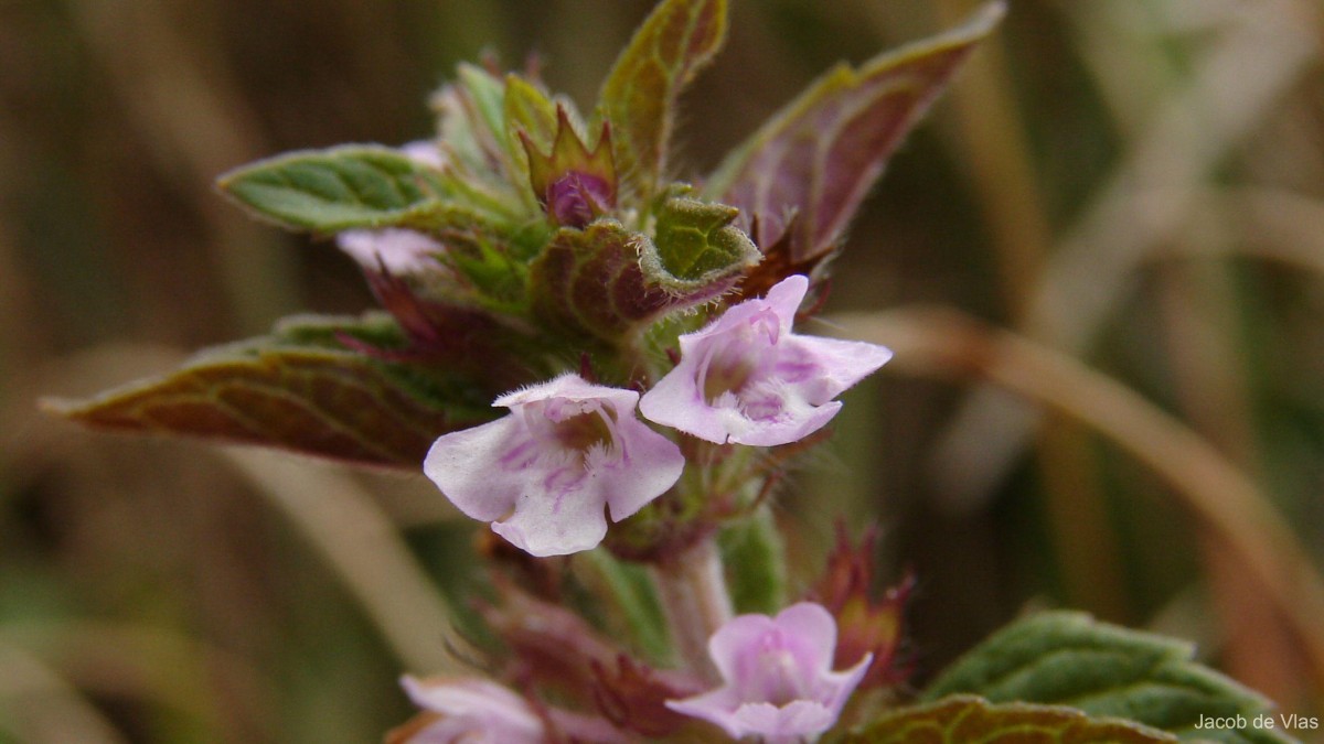 Clinopodium umbrosum (M.Bieb.) K.Koch